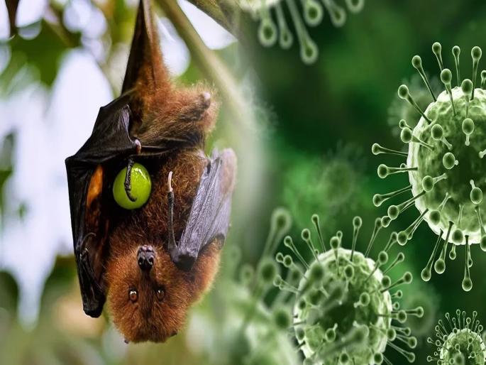 Nipah Virus Threat not over yet in kerala second wave may come | Nipah Virus : "निपाहचा धोका अद्याप टळलेला नाही, येऊ शकते दुसरी लाट"; मुख्यमंत्री विजयन म्हणतात... Nipah Virus Threat not over yet in kerala second wave may come | Nipah Virus : "निपाहचा धोका अद्याप टळलेला नाही, येऊ शकते दुसरी लाट"; मुख्यमंत्री विजयन म्हणतात...