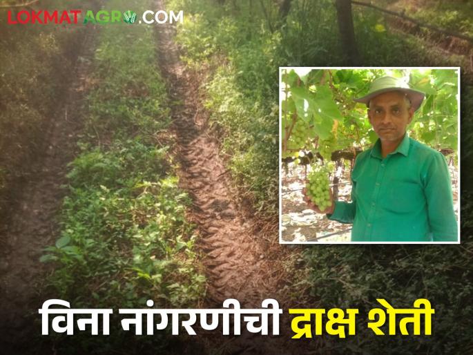 Latest News Farmers of Niphad successfully cultivated grapes with no-till techniques | Success Story : निफाडचा शेतकरी विना मशागत तंत्राने द्राक्ष शेती का करतोय, वाचा सविस्तर 