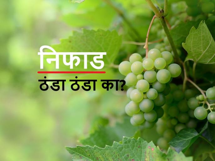 Kikulogy: Why Niphad recorded the lowest temperature? prof Kirankumar johare revels the fact | किकुलॉजी: निफाडमध्येच नीचांकी तापमानाची नोंद का होते? त्यावर काय उपाय करायचे? जाणून घेऊ Kikulogy: Why Niphad recorded the lowest temperature? prof Kirankumar johare revels the fact | किकुलॉजी: निफाडमध्येच नीचांकी तापमानाची नोंद का होते? त्यावर काय उपाय करायचे? जाणून घेऊ