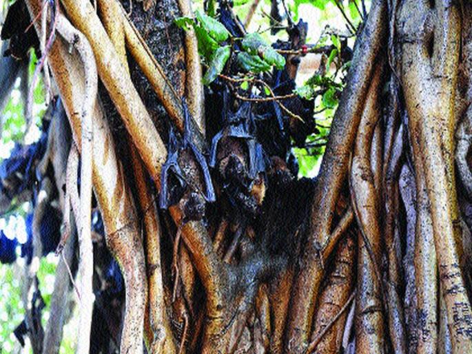 11 people of Nipah virus in Kerala | केरळमध्ये निपाह विषाणूचे ११ बळी