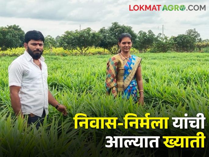 Earning 5 lakhs from ginger crop 14 guntha land in drought areas | दुष्काळी भागात आल्याचा प्रयोग; १४ गुंठे आल्यातून छप्परफाड कमाई Earning 5 lakhs from ginger crop 14 guntha land in drought areas | दुष्काळी भागात आल्याचा प्रयोग; १४ गुंठे आल्यातून छप्परफाड कमाई
