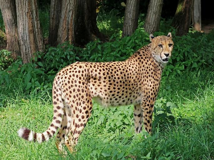 Kuno National Park News: Female Cheetah Nirva Caught After 22 Days Search Operation | 100 जणांची टीम, ड्रोन, हत्ती आणि सॅटेलाइट; 22 दिवसांच्या शोधमोहिमेनंतर सापडली 'निरवा' Kuno National Park News: Female Cheetah Nirva Caught After 22 Days Search Operation | 100 जणांची टीम, ड्रोन, हत्ती आणि सॅटेलाइट; 22 दिवसांच्या शोधमोहिमेनंतर सापडली 'निरवा'