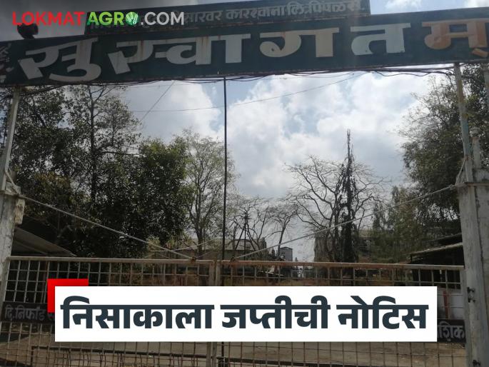 Latest News Confiscation notice issued to niphad sakhar karkhana in Nashik district, read in detail | Agriculture News : नाशिक जिल्ह्यातील 'या' साखर कारखान्याला जप्तीची नोटीस, वाचा सविस्तर 