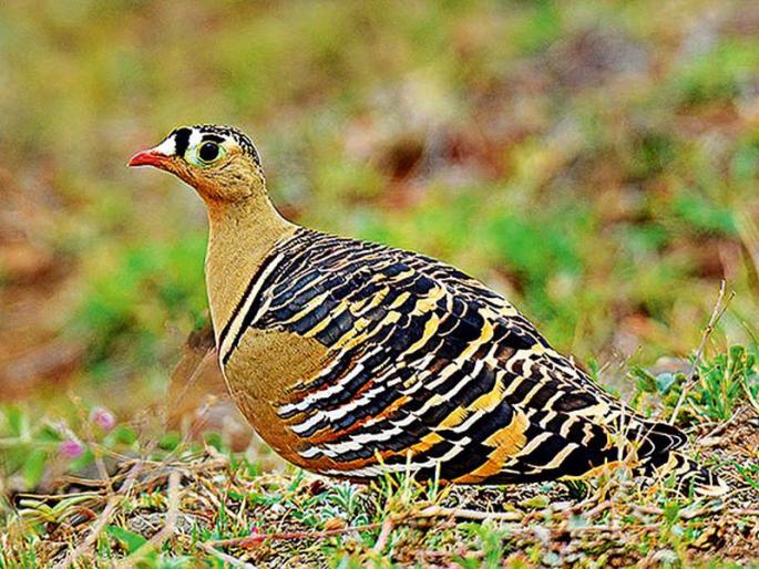 Nature's Natural History | महाराष्ट्राची निसर्गयात्रा Nature's Natural History | महाराष्ट्राची निसर्गयात्रा