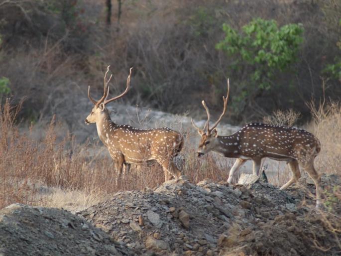 Dnyanganga Wildlife Sanctuary, this year 9 82 exhibited wild animals | ज्ञानगंगा अभयारण्यात यावर्षी ९८२ वन्य प्राण्यांचे दर्शन Dnyanganga Wildlife Sanctuary, this year 9 82 exhibited wild animals | ज्ञानगंगा अभयारण्यात यावर्षी ९८२ वन्य प्राण्यांचे दर्शन