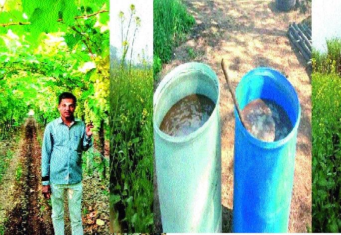 Farmers of eastern region of Miraj will be moving towards natural farming: 'Zero Budget' technique | मिरज पूर्व भागातील शेतकऱ्यांची नैसर्गिक शेतीकडे वाटचाल : ‘झिरो बजेट’ तंत्र Farmers of eastern region of Miraj will be moving towards natural farming: 'Zero Budget' technique | मिरज पूर्व भागातील शेतकऱ्यांची नैसर्गिक शेतीकडे वाटचाल : ‘झिरो बजेट’ तंत्र