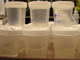 Dangerous nitrate in water samples of 50% of Akola district | अकोला जिल्ह्यातील पाण्याच्या ५० टक्के नमुन्यात धोकादायक नायट्रेट Dangerous nitrate in water samples of 50% of Akola district | अकोला जिल्ह्यातील पाण्याच्या ५० टक्के नमुन्यात धोकादायक नायट्रेट