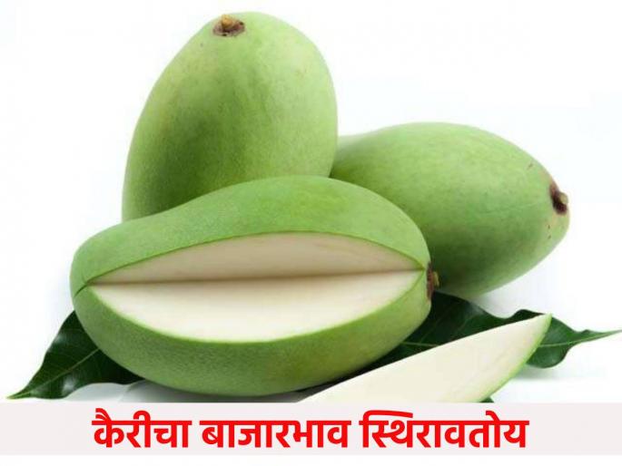 Raw mango price stabilizes, inflows slow in this morning's session, what is the price getting? | कैरीचा भाव स्थिरावतोय, आज सकाळच्या सत्रात आवक मंदावली, भाव काय मिळतोय? Raw mango price stabilizes, inflows slow in this morning's session, what is the price getting? | कैरीचा भाव स्थिरावतोय, आज सकाळच्या सत्रात आवक मंदावली, भाव काय मिळतोय?
