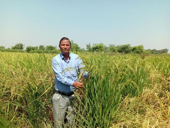 Steam grain cultivation, breaking away from traditional methods, | पारंपरिक पद्धती डावलून वाफे पद्धतीने धानाची शेती; पैशांची बचत, विक्रमी उत्पादन Steam grain cultivation, breaking away from traditional methods, | पारंपरिक पद्धती डावलून वाफे पद्धतीने धानाची शेती; पैशांची बचत, विक्रमी उत्पादन
