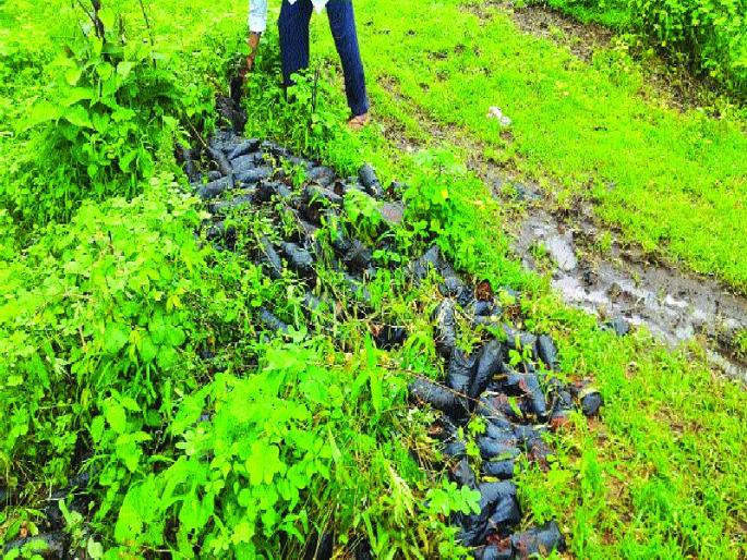 Degradation of Tree Plants | वृक्षलागवडीच्या रोपांची नासधूस