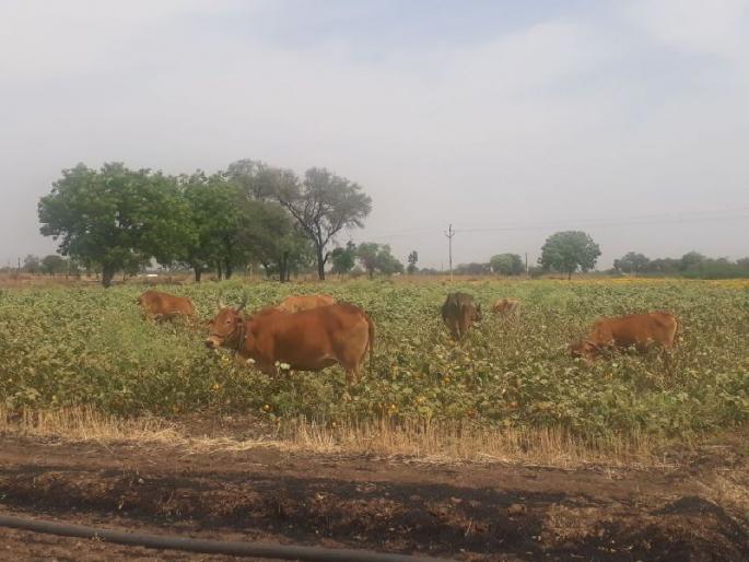 Animals gathered in vertical crop | उभ्या पिकात घुसवली जनावरे! उत्पादन खर्चही न निघाल्याने शेतकरी हवालदिल