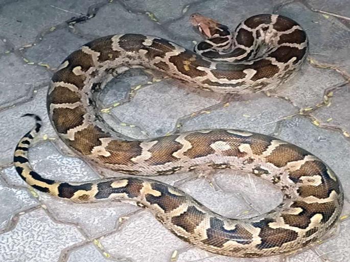 An eight-foot-tall dragon found in the Kharghar area | खारघर परिसरात आढळला आठ फूट लांब अजगर An eight-foot-tall dragon found in the Kharghar area | खारघर परिसरात आढळला आठ फूट लांब अजगर