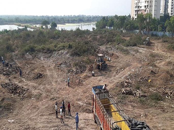 The golf course will also destroy the Fleming's shelter; Environmentalists angry about tree cutting | गोल्फ कोर्समुळे फ्लेमिंगोंचे आश्रयस्थानही नष्ट होणार; वृक्षतोडीविषयी पर्यावरणप्रेमींची नाराजी The golf course will also destroy the Fleming's shelter; Environmentalists angry about tree cutting | गोल्फ कोर्समुळे फ्लेमिंगोंचे आश्रयस्थानही नष्ट होणार; वृक्षतोडीविषयी पर्यावरणप्रेमींची नाराजी