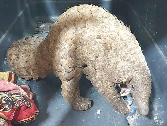 Arrested for smuggling cats; Vashi police action | खवल्या मांजराची तस्करी करणाऱ्यांना अटक; वाशी पोलिसांची कारवाई Arrested for smuggling cats; Vashi police action | खवल्या मांजराची तस्करी करणाऱ्यांना अटक; वाशी पोलिसांची कारवाई