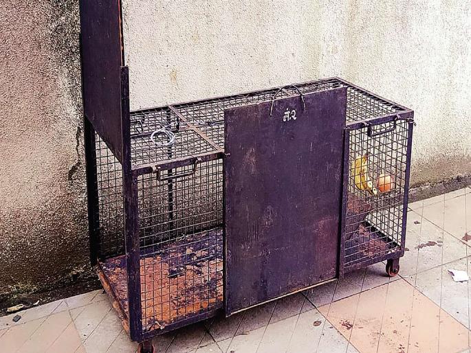 Trapped cage | माकडाला पकडण्यासाठी लावलेला पिंजरा निष्फळ Trapped cage | माकडाला पकडण्यासाठी लावलेला पिंजरा निष्फळ
