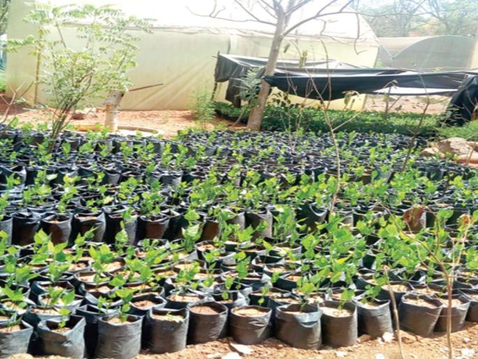 The proposal for tree planting on the highway has been postponed | महामार्गावर वृक्षलागवड करण्याचा प्रस्ताव स्थगित The proposal for tree planting on the highway has been postponed | महामार्गावर वृक्षलागवड करण्याचा प्रस्ताव स्थगित