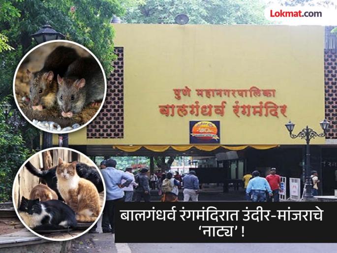 the mouse jumps from the artist feet and the cat follows in balgandhrva rangmandir | प्रयोगादरम्यान कलाकाराच्या पायावरून उंदराची उडी अन् मागे मांजर; बालगंधर्वमध्ये रंगला खेळ the mouse jumps from the artist feet and the cat follows in balgandhrva rangmandir | प्रयोगादरम्यान कलाकाराच्या पायावरून उंदराची उडी अन् मागे मांजर; बालगंधर्वमध्ये रंगला खेळ