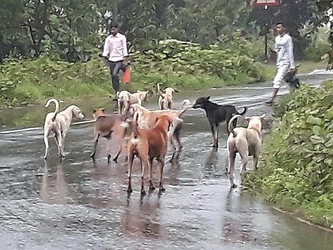 Vaccination of vaccine in Panvel municipality | पनवेल महापालिकेत श्वानदंश लसीचा तुटवडा Vaccination of vaccine in Panvel municipality | पनवेल महापालिकेत श्वानदंश लसीचा तुटवडा