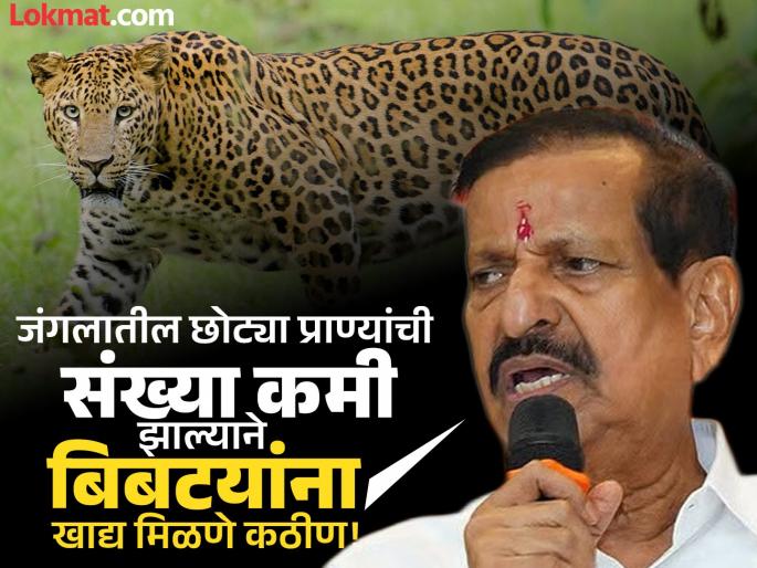 Snakes will be released in the forest area to prevent leopard attacks; Ganesh Naik informed | बिबट्यांचे हल्ले रोखण्यासाठी जंगल परिसरात शेळया सोडण्यात येणार; गणेश नाईक यांची माहिती Snakes will be released in the forest area to prevent leopard attacks; Ganesh Naik informed | बिबट्यांचे हल्ले रोखण्यासाठी जंगल परिसरात शेळया सोडण्यात येणार; गणेश नाईक यांची माहिती