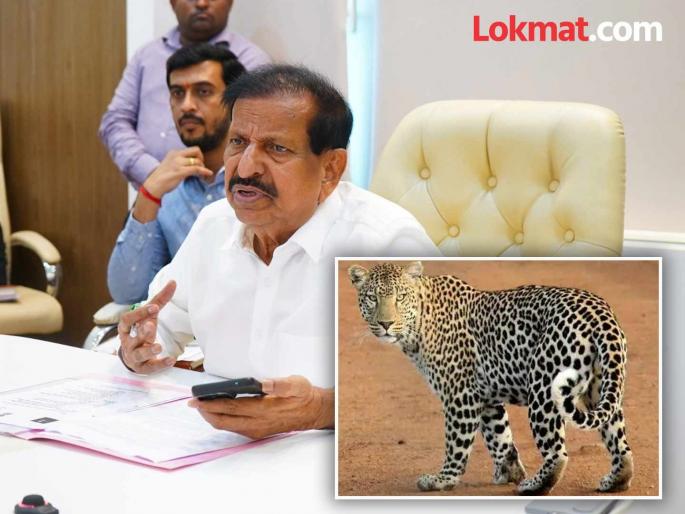 Forest Minister informs that 1,000 cages will be purchased to capture leopards, a fund of Rs 10 crore will be provided | बिबटे पकडण्यासाठी १ हजार पिंजरे खरेदी करणार, १० कोटींचा निधी देणार, वनमंत्र्यांची माहिती