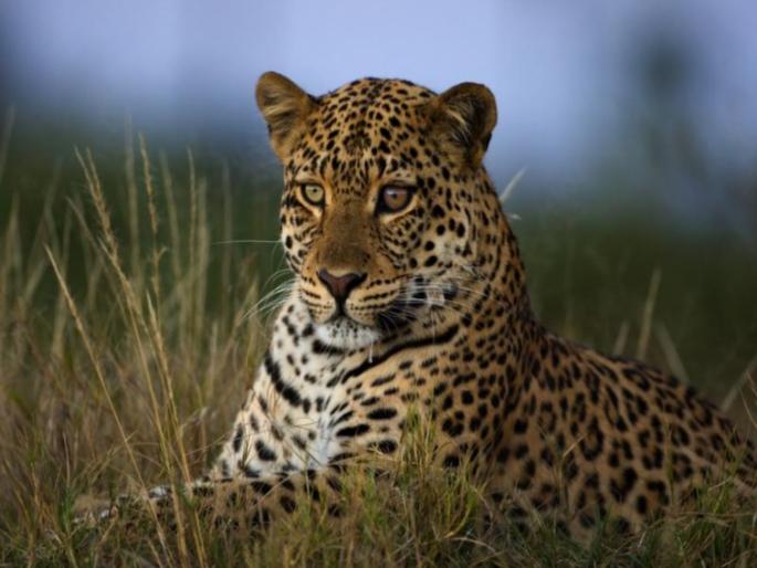 Human-leopard conflict in Pune is intensifying day by day; Administration on alert mode to capture, 17 leopards caught | पुण्यातील मानव-बिबट संघर्ष दिवसेंदिवस होतोय तीव्र; जेरबंद करण्यासाठी प्रशासन अलर्ट मोडवर, १७ बिबटे पकडले Human-leopard conflict in Pune is intensifying day by day; Administration on alert mode to capture, 17 leopards caught | पुण्यातील मानव-बिबट संघर्ष दिवसेंदिवस होतोय तीव्र; जेरबंद करण्यासाठी प्रशासन अलर्ट मोडवर, १७ बिबटे पकडले