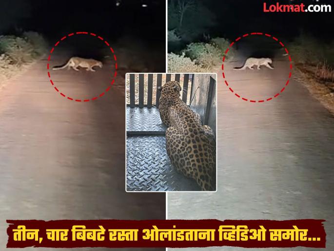 Leopard terror in Ambegaon; 3 leopards roam freely, one leopard imprisoned in a cage | Video: आंबेगावात बिबट्याची दहशत; ३ बिबट्यांचा मुक्तसंचार, एक बिबट्या पिंजऱ्यात जेरबंद Leopard terror in Ambegaon; 3 leopards roam freely, one leopard imprisoned in a cage | Video: आंबेगावात बिबट्याची दहशत; ३ बिबट्यांचा मुक्तसंचार, एक बिबट्या पिंजऱ्यात जेरबंद