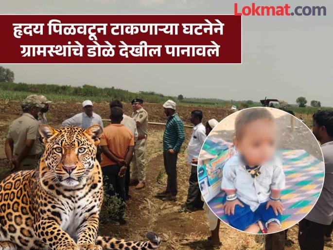 Family breaks down in tears after seeing the body of an 11 month old baby leopard had taken him from his mother's arms in a sugarcane field | ११ महिन्यांच्या बाळाचा मृतदेह पाहून कुटुंबियांच्या अश्रूंचा बांध फुटला; आईच्या कुशीतून बिबट्याने नेले होते ऊसात Family breaks down in tears after seeing the body of an 11 month old baby leopard had taken him from his mother's arms in a sugarcane field | ११ महिन्यांच्या बाळाचा मृतदेह पाहून कुटुंबियांच्या अश्रूंचा बांध फुटला; आईच्या कुशीतून बिबट्याने नेले होते ऊसात