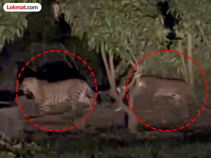 2 leopards roam freely in Ambegaon taluka Farmer filmed driving tractor | Video: आंबेगाव तालुक्यात २ बिबट्यांचा मुक्त संचार; शेतकऱ्याने ट्रॅक्टर चालवताना काढला व्हिडिओ... 2 leopards roam freely in Ambegaon taluka Farmer filmed driving tractor | Video: आंबेगाव तालुक्यात २ बिबट्यांचा मुक्त संचार; शेतकऱ्याने ट्रॅक्टर चालवताना काढला व्हिडिओ...