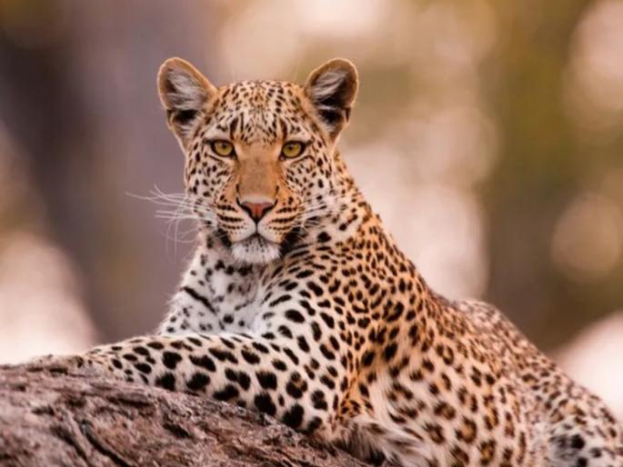 Leopard attacks woman who went to urinate; Woman narrowly escapes, incident in Ambegaon | Leopard Attack: लघुशंकेसाठी गेलेल्या महिलेवर बिबट्याची झडप; महिला थोडक्यात बचावली, आंबेगावातील घटना Leopard attacks woman who went to urinate; Woman narrowly escapes, incident in Ambegaon | Leopard Attack: लघुशंकेसाठी गेलेल्या महिलेवर बिबट्याची झडप; महिला थोडक्यात बचावली, आंबेगावातील घटना