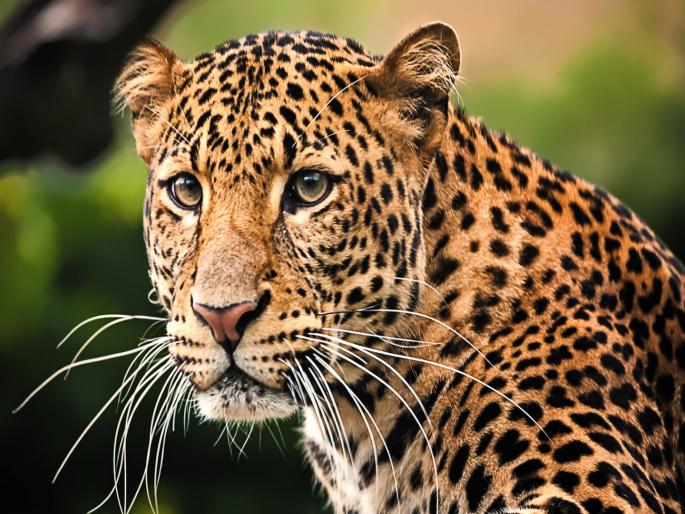 CCTV footage, footprints and hair were found; but even after 36 hours, no leopard was found; Forest Department failed | सीसीटीव्ही फुटेज, फूटप्रिंट व केस मिळून आले; पण ३६ तासानंतरही बिबट्या काही सापडेना; वनविभाग अपयशी