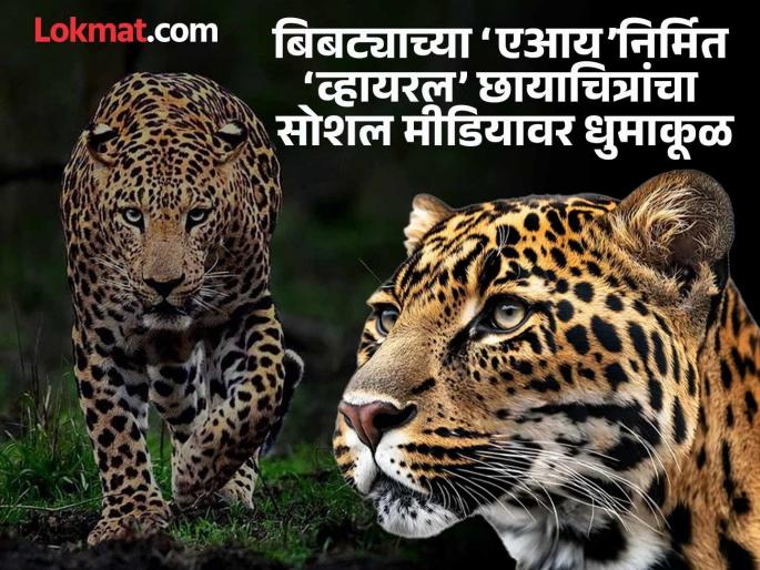 Strong rumours of 'AI' leopard sighting in Baramati; Forest Department refutes | बारामतीत ‘एआय’निर्मित बिबट्या दिसल्याची जोरदार अफवा; वनविभागाने केले खंडन