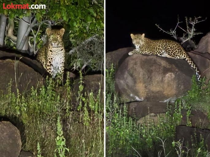 Leopard sitting on a big rock! Leopard roams freely in Ambegaon, citizens urged to carry sticks | Video: मोठ्या दगडावर ऐटीत बसलाय! आंबेगावात बिबट्याचा मुक्त संचार, नागरिकांना काठ्या घेऊन फिरण्याचे आवाहन Leopard sitting on a big rock! Leopard roams freely in Ambegaon, citizens urged to carry sticks | Video: मोठ्या दगडावर ऐटीत बसलाय! आंबेगावात बिबट्याचा मुक्त संचार, नागरिकांना काठ्या घेऊन फिरण्याचे आवाहन