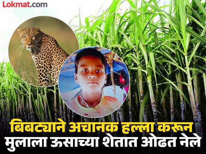 Attack by a leopard lurking in a sugarcane field; 8-year-old boy dies, fourth incident in Junnar taluka | ऊसाच्या शेतात दबा धरून बसलेल्या बिबट्याचा हल्ला; ८ वर्षीय मुलाचा मृत्यू, जुन्नर तालुक्यातील चौथी घटना Attack by a leopard lurking in a sugarcane field; 8-year-old boy dies, fourth incident in Junnar taluka | ऊसाच्या शेतात दबा धरून बसलेल्या बिबट्याचा हल्ला; ८ वर्षीय मुलाचा मृत्यू, जुन्नर तालुक्यातील चौथी घटना