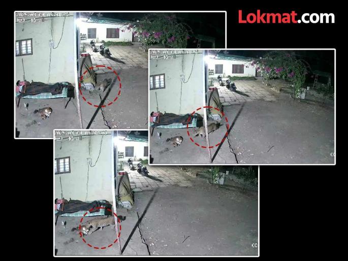 Leopard attacks pet dog sleeping in yard Thrilling video of the incident surfaced in bhor | Bhor: घराच्या अंगणात झोपलेल्या पाळीव श्वानावर बिबट्याचा हल्ला; घटनेचा थरारक व्हिडिओ समोर... Leopard attacks pet dog sleeping in yard Thrilling video of the incident surfaced in bhor | Bhor: घराच्या अंगणात झोपलेल्या पाळीव श्वानावर बिबट्याचा हल्ला; घटनेचा थरारक व्हिडिओ समोर...