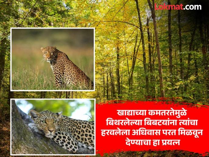 Creation of 4 forests in Pune to contain leopards; Permanent shelter facility, claims forest department official | बिबट्याला आवरण्यासाठी पुण्यात ४ जंगलांची निर्मिती; कायमच्या मुक्कामाची सोय, वनविभाग अधिकाऱ्याचा दावा Creation of 4 forests in Pune to contain leopards; Permanent shelter facility, claims forest department official | बिबट्याला आवरण्यासाठी पुण्यात ४ जंगलांची निर्मिती; कायमच्या मुक्कामाची सोय, वनविभाग अधिकाऱ्याचा दावा