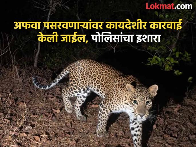 'Rumors of leopards' in Bibwewadi area; Action will be taken if status is posted without confirmation, administration warns | बिबवेवाडी परिसरात ‘बिबट्या असल्याची अफवा’; खात्री न करता स्टेटस ठेवल्यास कारवाई, प्रशासनाचा इशारा