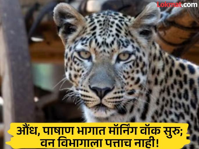 Morning walk in Aundh, returned to Pashan after 12 days Citizens express strong displeasure with the forest department | औंधमध्ये मॉर्निंग वॉक, १२ दिवसांनी पुन्हा पाषाणमध्ये येऊन गेला; वन विभागाबाबत नागरिकांमध्ये तीव्र नाराजी Morning walk in Aundh, returned to Pashan after 12 days Citizens express strong displeasure with the forest department | औंधमध्ये मॉर्निंग वॉक, १२ दिवसांनी पुन्हा पाषाणमध्ये येऊन गेला; वन विभागाबाबत नागरिकांमध्ये तीव्र नाराजी