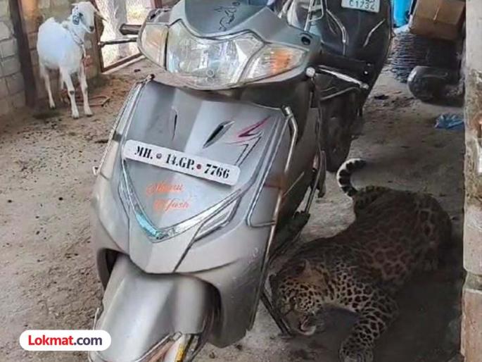 Leopard trapped in a cowshed escaped even after putting a cage failure of the forest department in Ambegaon | बिबट्या गोठ्यात अडकला; पिंजरा लावूनही पळून गेला, आंबेगावात वनविभागाचे अपयश Leopard trapped in a cowshed escaped even after putting a cage failure of the forest department in Ambegaon | बिबट्या गोठ्यात अडकला; पिंजरा लावूनही पळून गेला, आंबेगावात वनविभागाचे अपयश