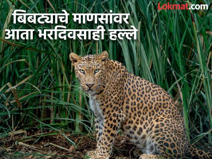 Leopards' den in sugarcane forest, when will the human-leopard conflict end? 54 deaths in 25 years | ऊसाच्या जंगलात बिबट्यांचा अड्डा, मानव-बिबट संघर्ष संपणार तरी कधी? २५ वर्षांत ५४ बळी Leopards' den in sugarcane forest, when will the human-leopard conflict end? 54 deaths in 25 years | ऊसाच्या जंगलात बिबट्यांचा अड्डा, मानव-बिबट संघर्ष संपणार तरी कधी? २५ वर्षांत ५४ बळी