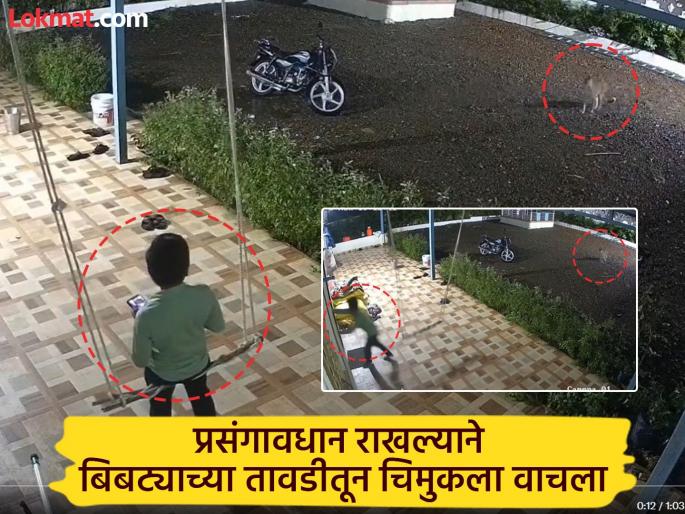 A toddler was playing in the courtyard of the house; a leopard entered the compound, the toddler ran straight into the house in a fit of caution | घराच्या अंगणात झोक्यावर; बिबट्या कंपाऊंडमध्ये घुसला, चिमुकल्याची प्रसंगावधान थेट घरातच धाव