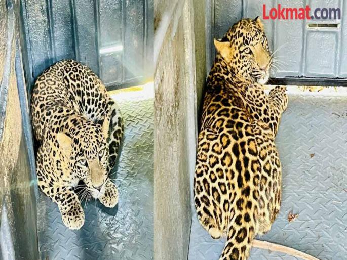 Spotted during day time while doing farm work; 2 female leopards captured in Manchar | शेताची कामे करताना दिवसाही दर्शन; मंचरमध्ये २ मादी बिबटे जेरबंद Spotted during day time while doing farm work; 2 female leopards captured in Manchar | शेताची कामे करताना दिवसाही दर्शन; मंचरमध्ये २ मादी बिबटे जेरबंद