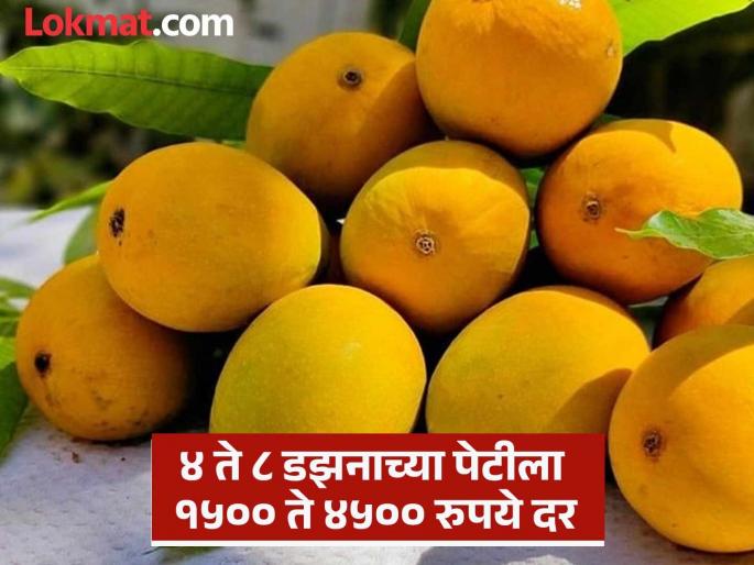 Good news The king of fruits has become cheaper Hapus mangoes are available at Rs. 400 per dozen | Alphonso Mango: गोड बातमी! फळांचा राजा स्वस्त झाला; हापूस आंबा एक डझन ४०० रुपये Good news The king of fruits has become cheaper Hapus mangoes are available at Rs. 400 per dozen | Alphonso Mango: गोड बातमी! फळांचा राजा स्वस्त झाला; हापूस आंबा एक डझन ४०० रुपये