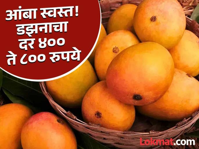 Hapus mangoes became cheaper on the auspicious occasion of Akshaya Tritiya; arrivals also increased, '5 dozen boxes cost 2500' | अक्षय्य तृतीयाच्या मुहूर्तांवर हापूस आंबा झाला स्वस्त; आवकही वाढली, '५ डझनाची पेटी २५००' Hapus mangoes became cheaper on the auspicious occasion of Akshaya Tritiya; arrivals also increased, '5 dozen boxes cost 2500' | अक्षय्य तृतीयाच्या मुहूर्तांवर हापूस आंबा झाला स्वस्त; आवकही वाढली, '५ डझनाची पेटी २५००'