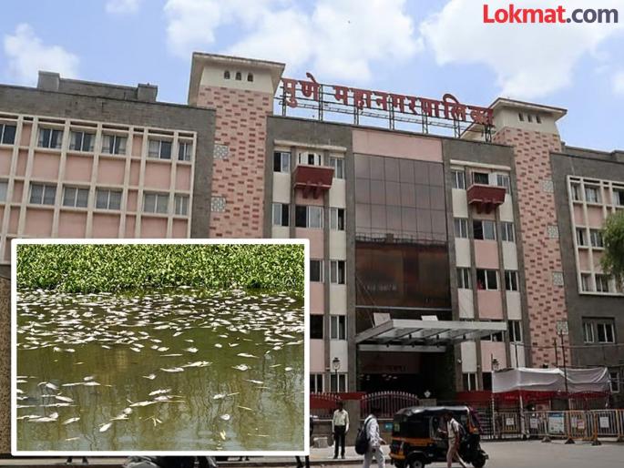 Administration wakes up after thousands of fish die Rs 8 crore fund for conservation of stone pond languished for 2 years | हजारो मासे मरण पावल्यावर प्रशासन जागे; पाषाण तलावाच्या संवर्धनासाठी ८ कोटींचा निधी २ वर्षांपासून पडून Administration wakes up after thousands of fish die Rs 8 crore fund for conservation of stone pond languished for 2 years | हजारो मासे मरण पावल्यावर प्रशासन जागे; पाषाण तलावाच्या संवर्धनासाठी ८ कोटींचा निधी २ वर्षांपासून पडून