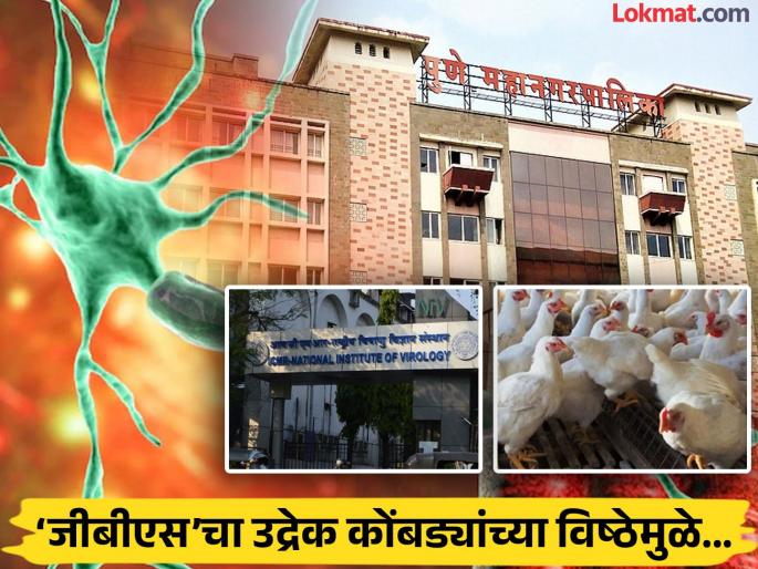 GBS outbreak due to chicken droppings NIV preliminary findings question mark on water disinfection | ‘जीबीएस’चा उद्रेक कोंबड्यांच्या विष्ठेमुळे; ‘एनआयव्ही’चा प्राथमिक निष्कर्ष, पाण्याच्या निर्जुंतिकीकरणावर प्रश्नचिन्ह GBS outbreak due to chicken droppings NIV preliminary findings question mark on water disinfection | ‘जीबीएस’चा उद्रेक कोंबड्यांच्या विष्ठेमुळे; ‘एनआयव्ही’चा प्राथमिक निष्कर्ष, पाण्याच्या निर्जुंतिकीकरणावर प्रश्नचिन्ह