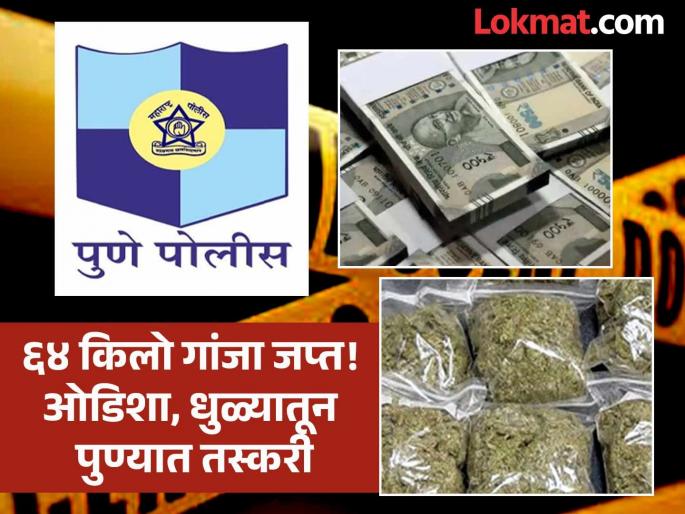 Widespread sale begins in Pune city 64 kg of ganja worth Rs 13 lakh seized | भीती राहिलीच नाही! पुणे शहरात सर्रासपणे विक्री सुरु; १३ लाखांचा तब्बल ६४ किलो गांजा जप्त Widespread sale begins in Pune city 64 kg of ganja worth Rs 13 lakh seized | भीती राहिलीच नाही! पुणे शहरात सर्रासपणे विक्री सुरु; १३ लाखांचा तब्बल ६४ किलो गांजा जप्त