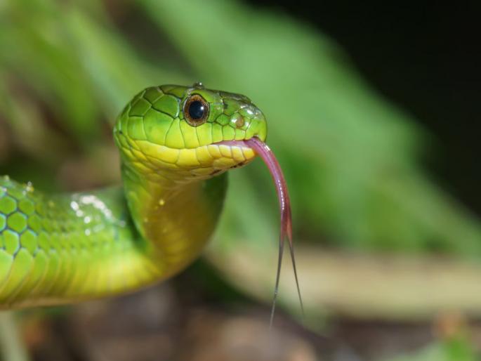 Woman dies of snakebite in Baramati Relatives allege delay in treatment | बारामतीत सर्पदंशाने महिलेचा मृत्यू; नातेवाईकांचा आरोप, उपचाराला उशीर झाला म्हणून... Woman dies of snakebite in Baramati Relatives allege delay in treatment | बारामतीत सर्पदंशाने महिलेचा मृत्यू; नातेवाईकांचा आरोप, उपचाराला उशीर झाला म्हणून...