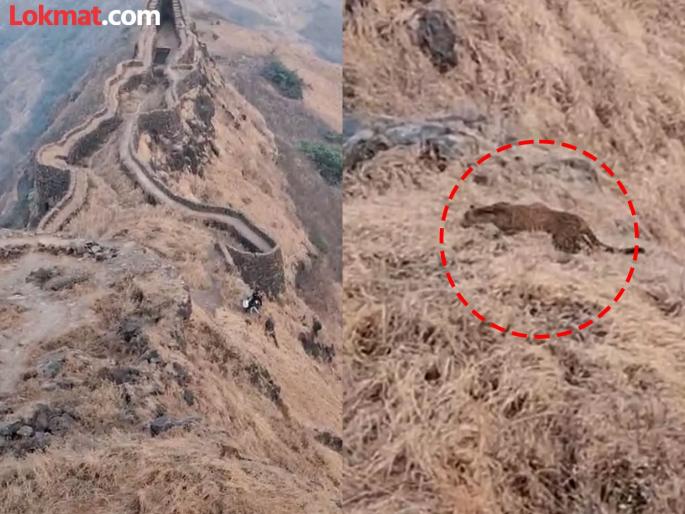 Leopard roams freely at Torna Gad Fort Fear among tourists video goes viral | किल्ले तोरणा गडावर बिबटयाचा मुक्त संचार; पर्यटकांमध्ये भीतीचे वातावरण, व्हिडिओ तुफान व्हायरल... Leopard roams freely at Torna Gad Fort Fear among tourists video goes viral | किल्ले तोरणा गडावर बिबटयाचा मुक्त संचार; पर्यटकांमध्ये भीतीचे वातावरण, व्हिडिओ तुफान व्हायरल...