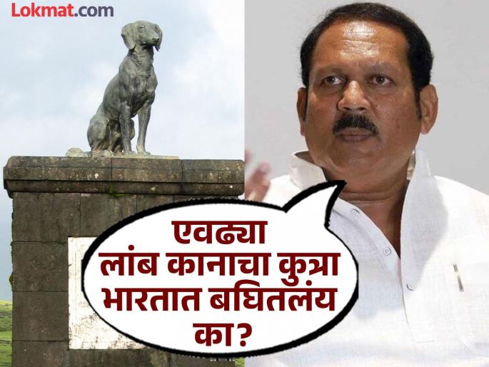 Remove the tiger's tomb from Raigad; Udayanraje's demand | Udayanraje Bhosale: रायगडावरून वाघ्याची समाधी काढून टाका; उदयनराजेंची मागणी Remove the tiger's tomb from Raigad; Udayanraje's demand | Udayanraje Bhosale: रायगडावरून वाघ्याची समाधी काढून टाका; उदयनराजेंची मागणी