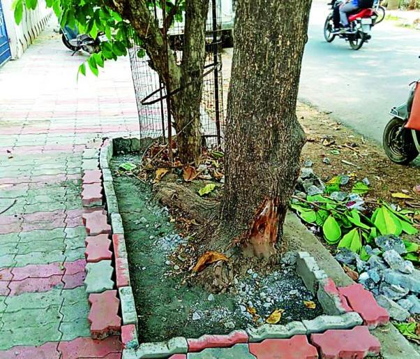 Finally, the trees in Nagpur taking breathing freely! | अखेर नागपुरातील झाडे घेऊ लागली मोकळा श्वास! Finally, the trees in Nagpur taking breathing freely! | अखेर नागपुरातील झाडे घेऊ लागली मोकळा श्वास!
